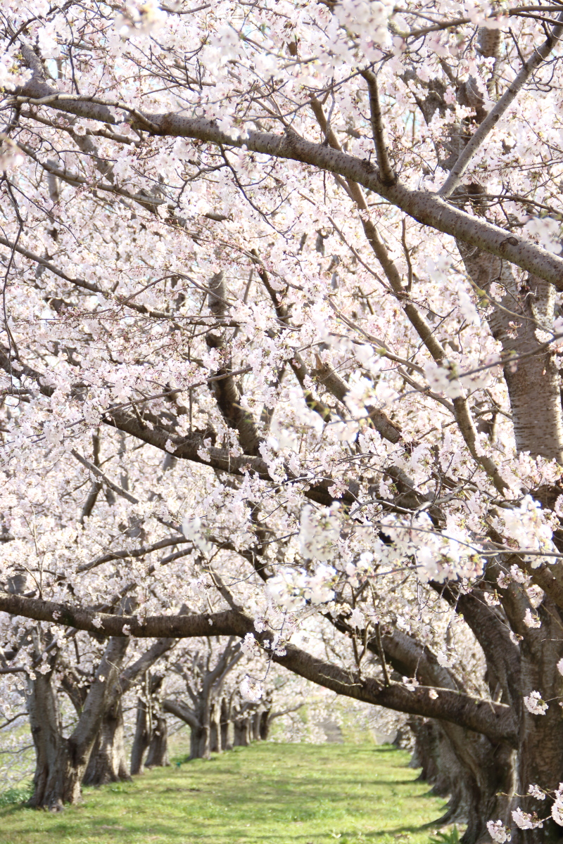 f:id:sa_to_e:20220413175302j:plain