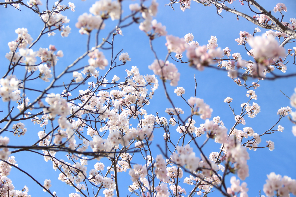 f:id:sa_to_e:20220413175309j:plain