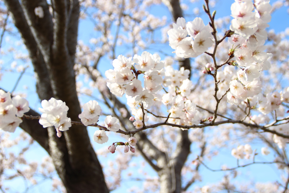 f:id:sa_to_e:20220413175315j:plain