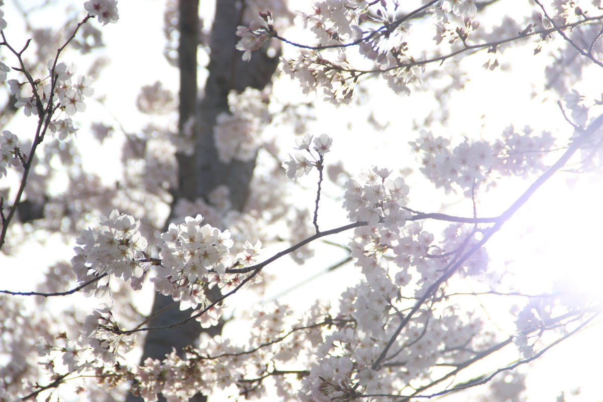 f:id:sa_to_e:20220413175321j:plain