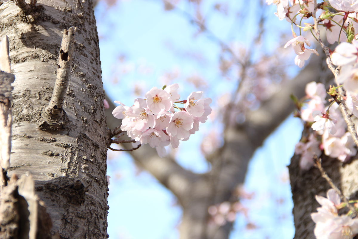 f:id:sa_to_e:20220413175327j:plain