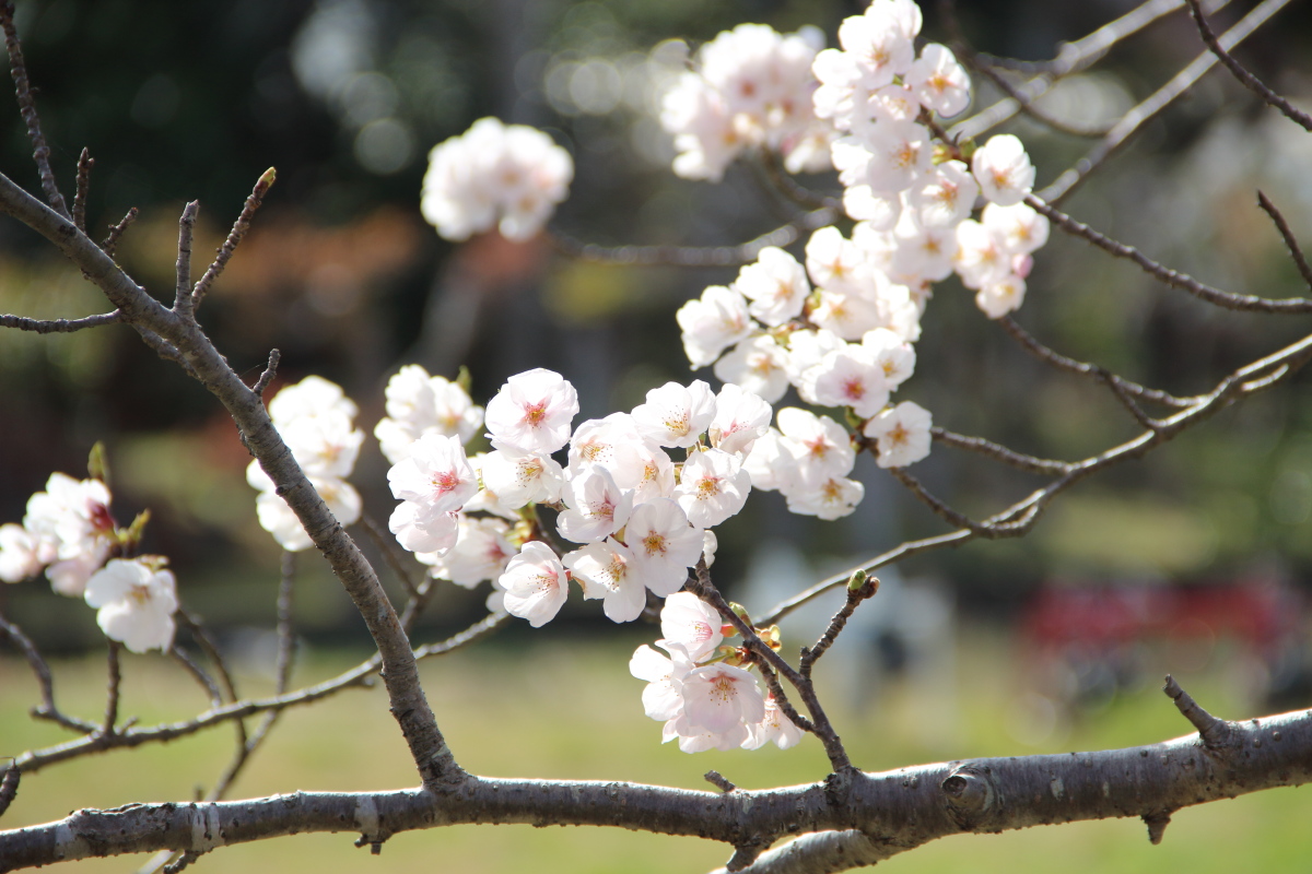 f:id:sa_to_e:20220413175333j:plain