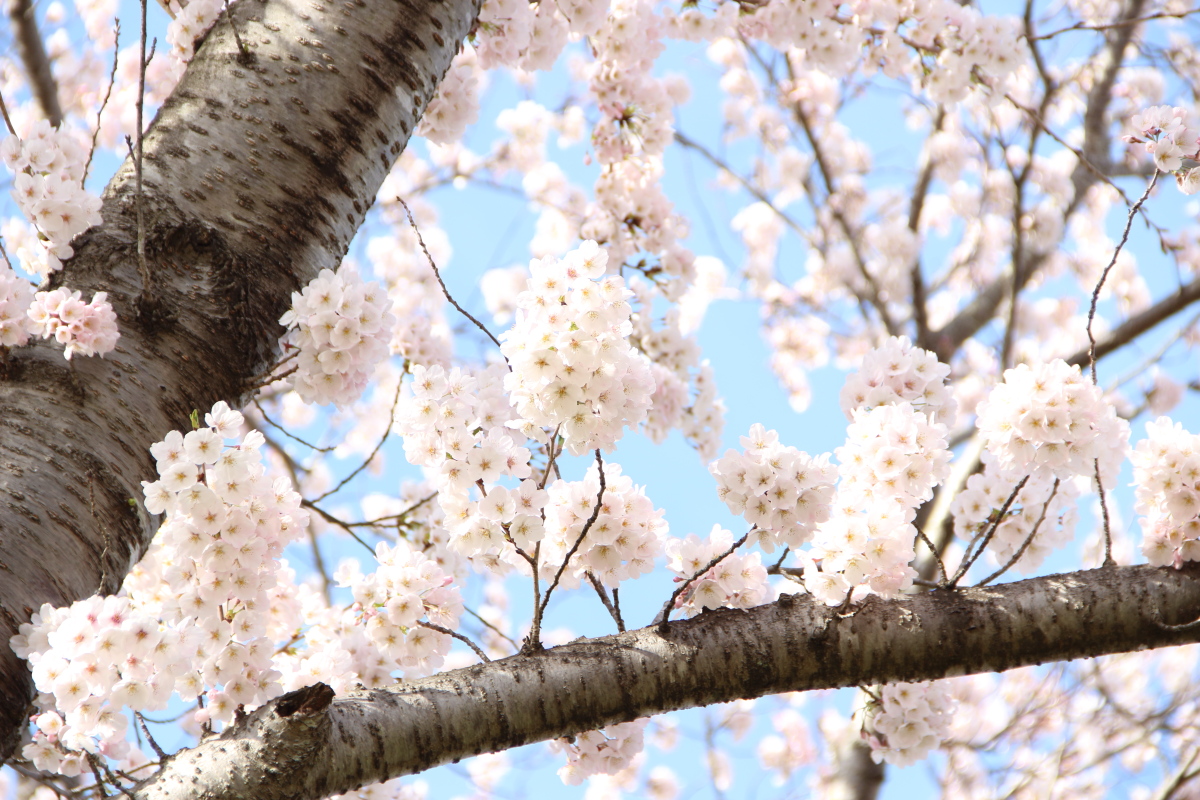 f:id:sa_to_e:20220413175340j:plain