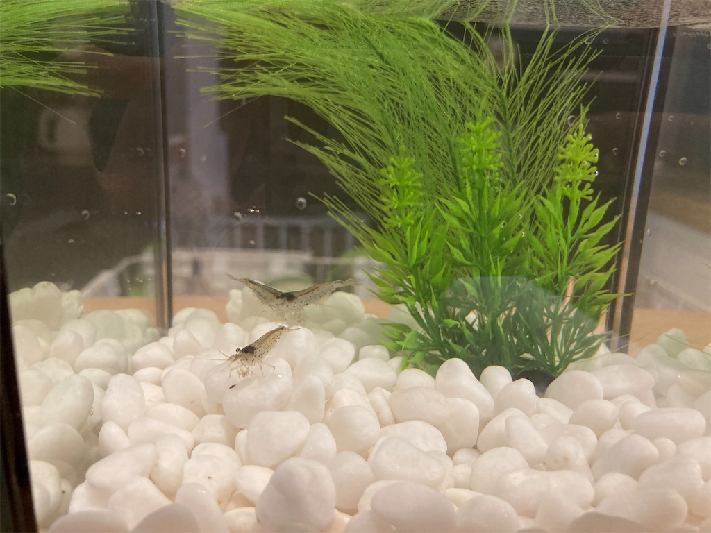 f:id:saa723mama:20210704171625j:image