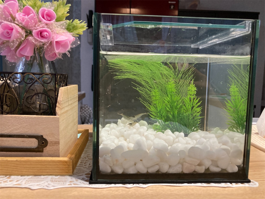 f:id:saa723mama:20210704171628j:image