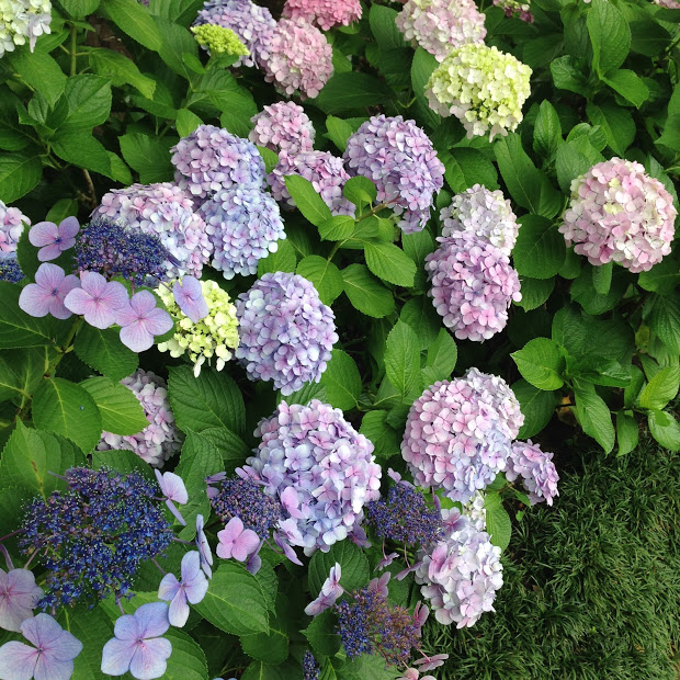 f:id:saayanoblog:20170630000826j:plain f:id:saayanoblog:20170630000826j:plain