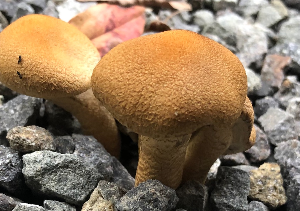 砂利に生えるキノコ 自宅の庭に茶色いキノコが生えた Daily Information 1980s Archives