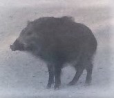 f:id:sabah19752000:20180902122311j:plain