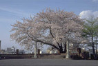 f:id:sabaku_m:20080226182006j:image