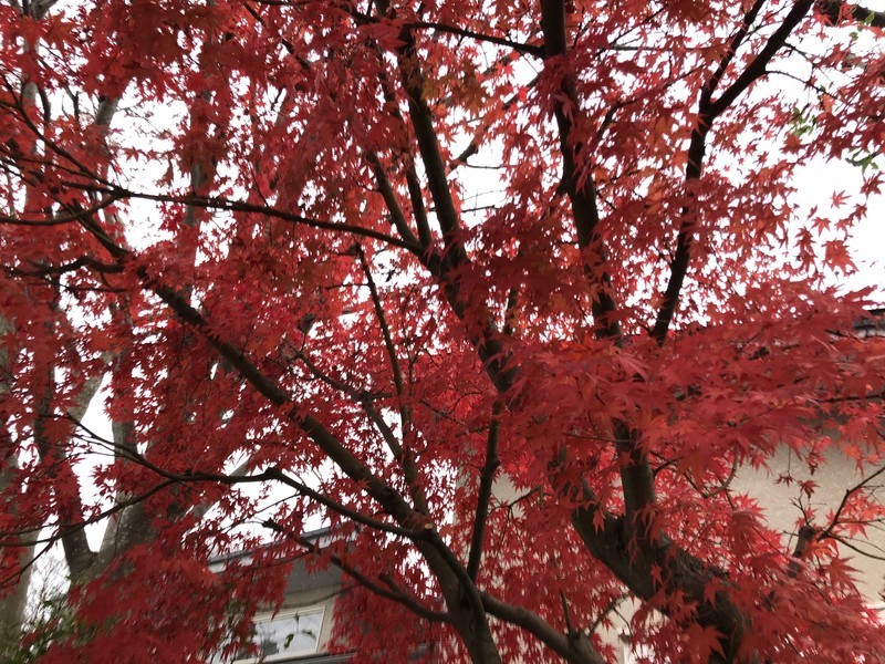 f:id:sabena:20191211160248j:plain f:id:sabena:20191211160248j:plain