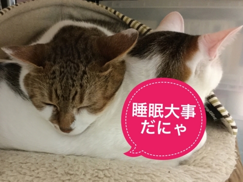 f:id:sabineko325:20170103154648j:plain