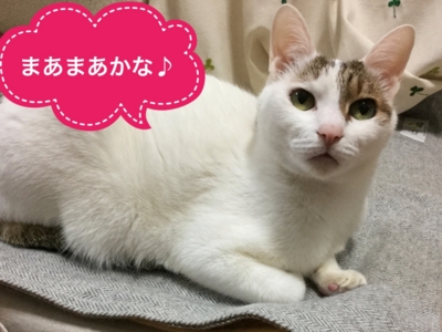 f:id:sabineko325:20170110225438j:plain