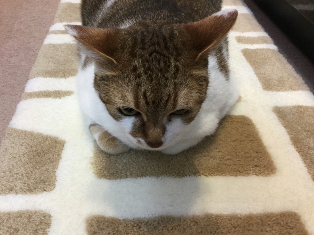 f:id:sabineko325:20170423233031j:plain