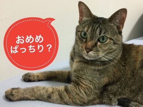 f:id:sabineko325:20170608064200j:plain