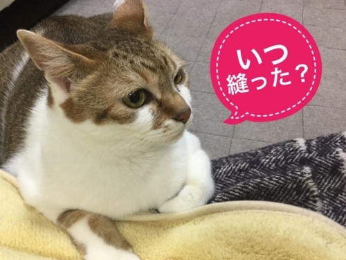 f:id:sabineko325:20170712212349j:plain