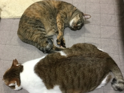 f:id:sabineko325:20171102064559j:plain