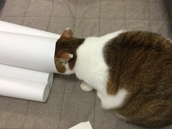 f:id:sabineko325:20180811085520j:plain