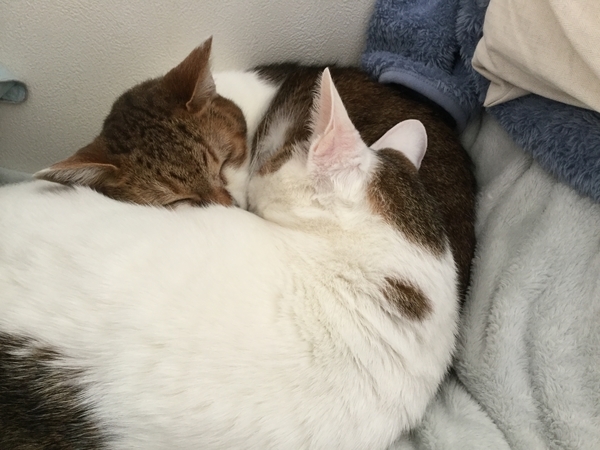 f:id:sabineko325:20191102194028j:plain