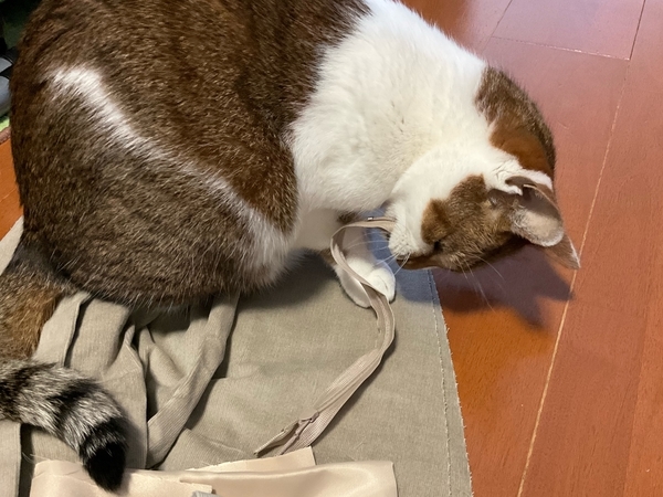 f:id:sabineko325:20220403123257j:plain