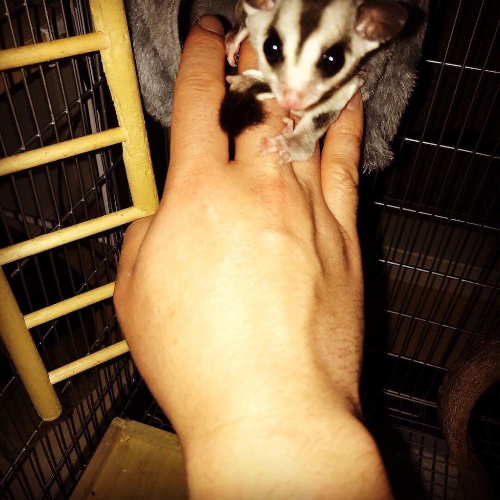 フクロモモンガかわいいよ 過日のやり直し