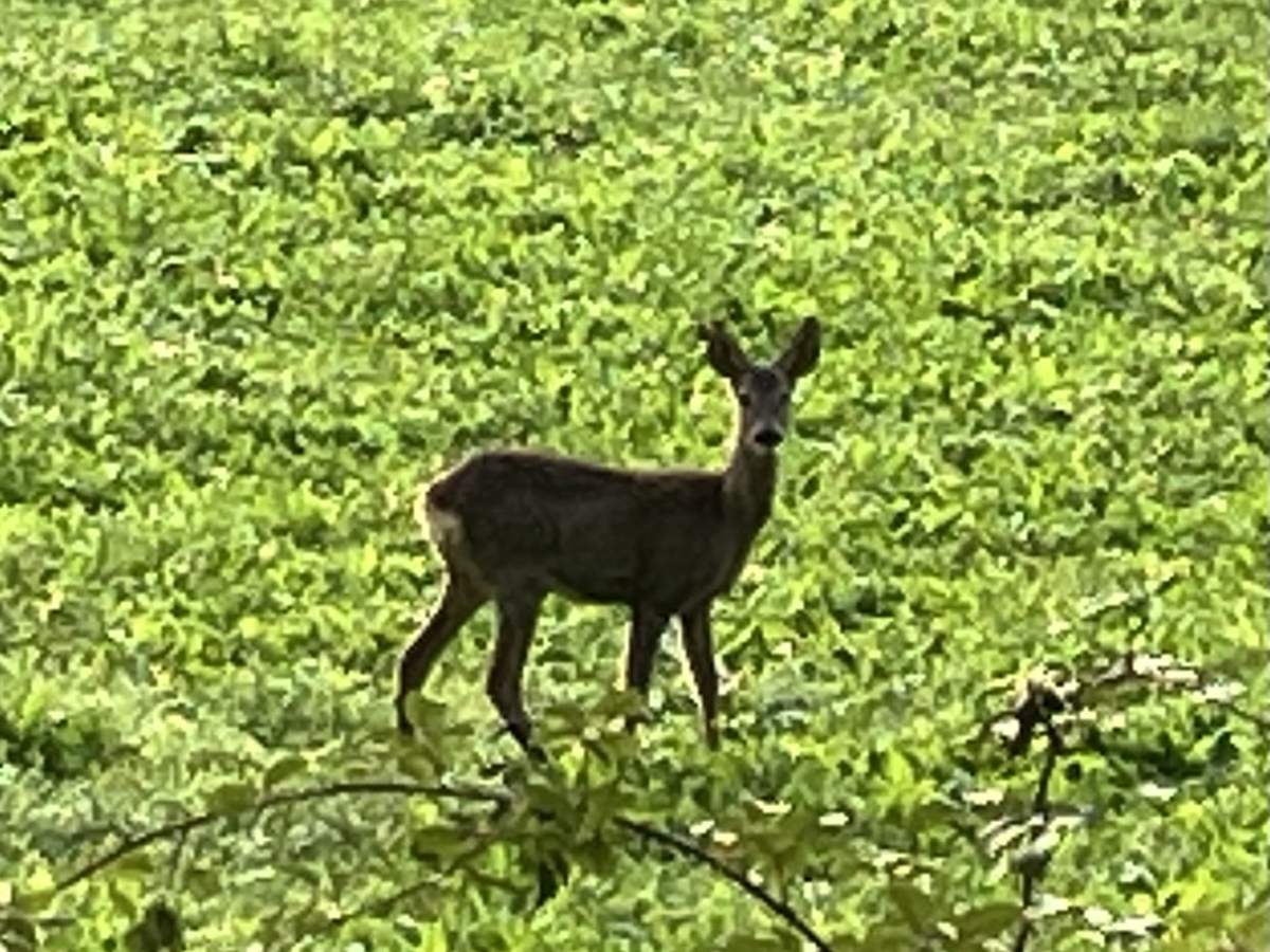 ノロジカ🦌 - たんたんと。ITALIA。