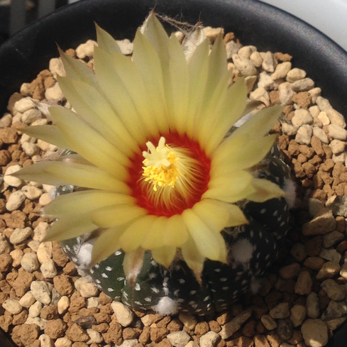 まったりサボテン育生 まったりサボテン育生