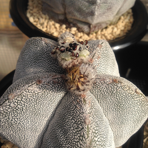 まったりサボテン育生 まったりサボテン育生