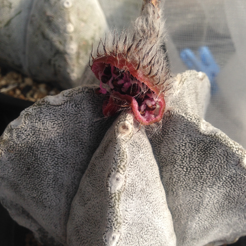 まったりサボテン育生 まったりサボテン育生