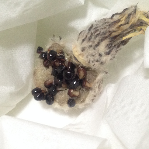 まったりサボテン育生 まったりサボテン育生