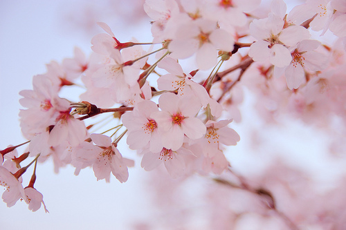 f:id:sabosabosa:20200406012429j:plain