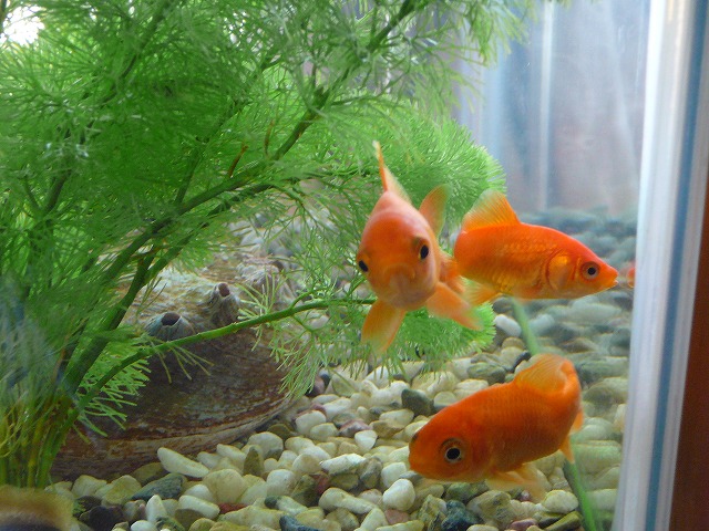 金魚ちゃん エビちゃん水槽に復帰 さぼてんのブロク