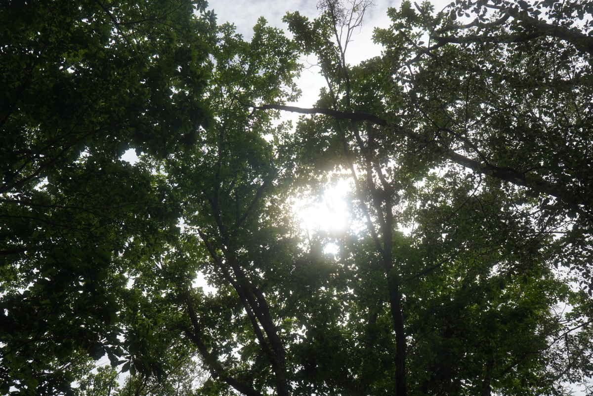 f:id:sabotenbatake:20210628004916j:plain