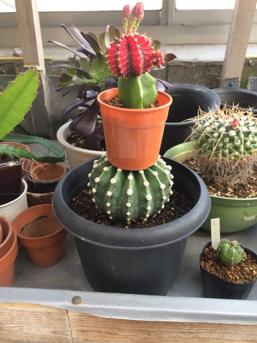 f:id:sabotensister:20190421231037j:plain f:id:sabotensister:20190421231037j:plain