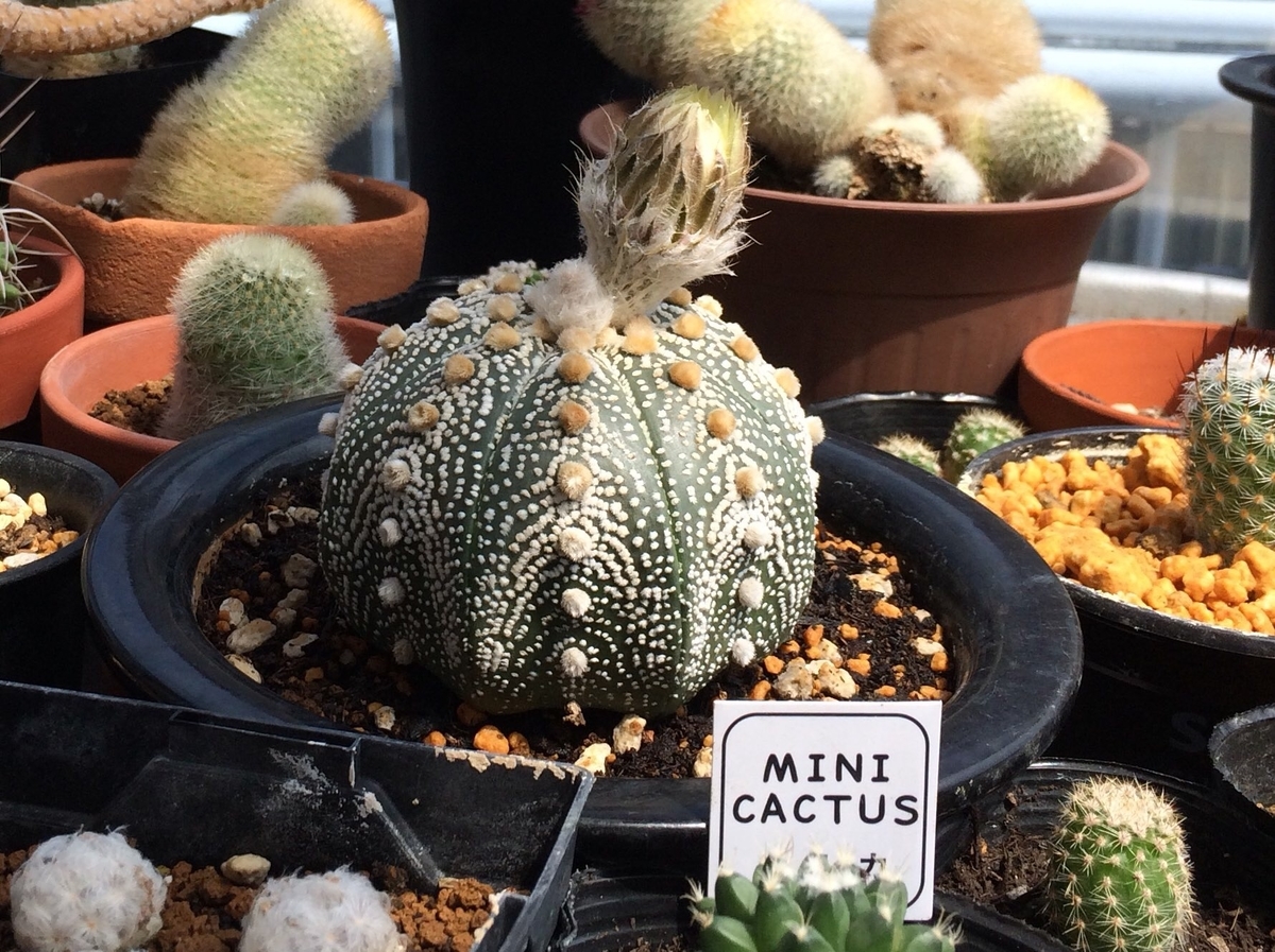 f:id:sabotensister:20190511205207j:plain f:id:sabotensister:20190511205207j:plain