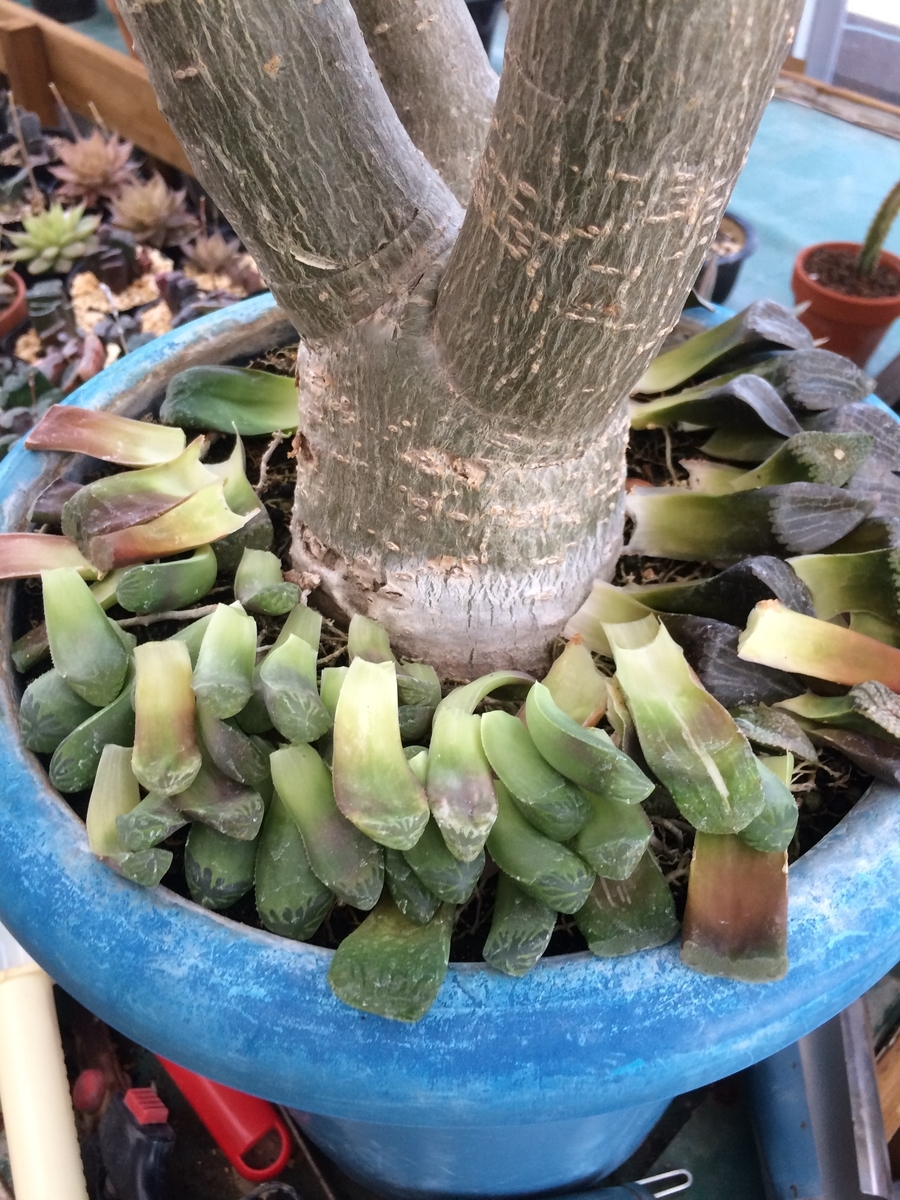 f:id:sabotensister:20190513215751j:plain f:id:sabotensister:20190513215751j:plain