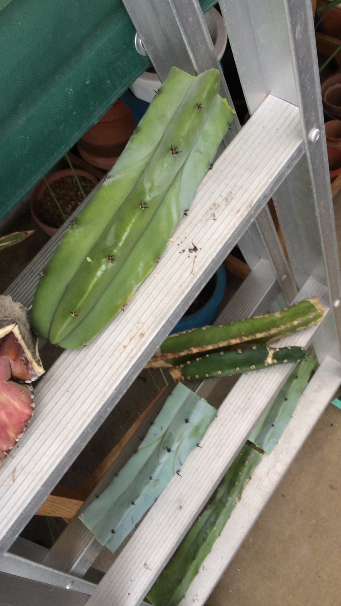 f:id:sabotensister:20190610215110j:plain f:id:sabotensister:20190610215110j:plain
