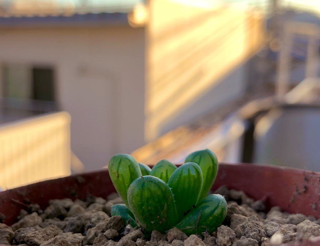 f:id:sabotensister:20191202212856j:plain f:id:sabotensister:20191202212856j:plain