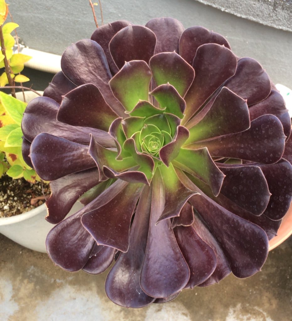 f:id:sabotensister:20191202213152j:plain f:id:sabotensister:20191202213152j:plain