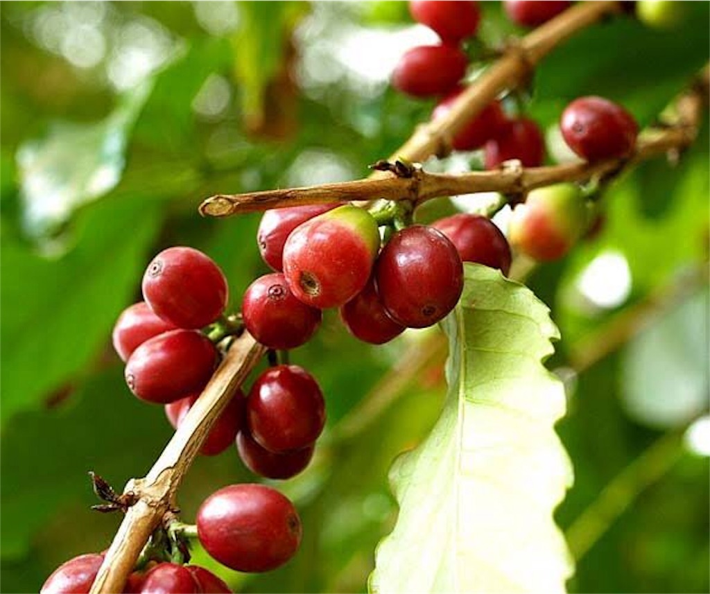 f:id:sabu10hs:20190109180657j:image