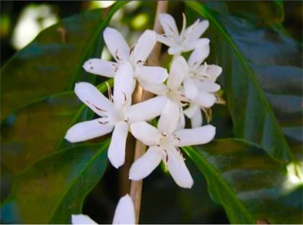 f:id:sabu10hs:20190109181041j:image