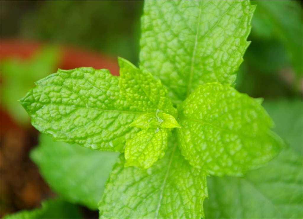 f:id:sabu10hs:20190110232633j:image