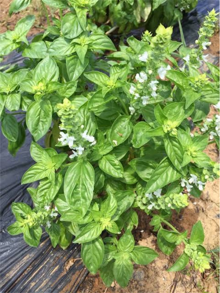 f:id:sabu10hs:20190110235045j:image