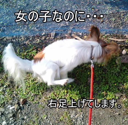f:id:sabu36:20091108193952j:image f:id:sabu36:20091108193952j:image
