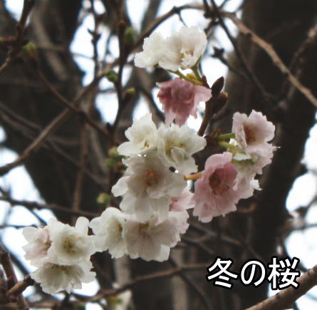 f:id:sabu36:20091108193954j:image f:id:sabu36:20091108193954j:image