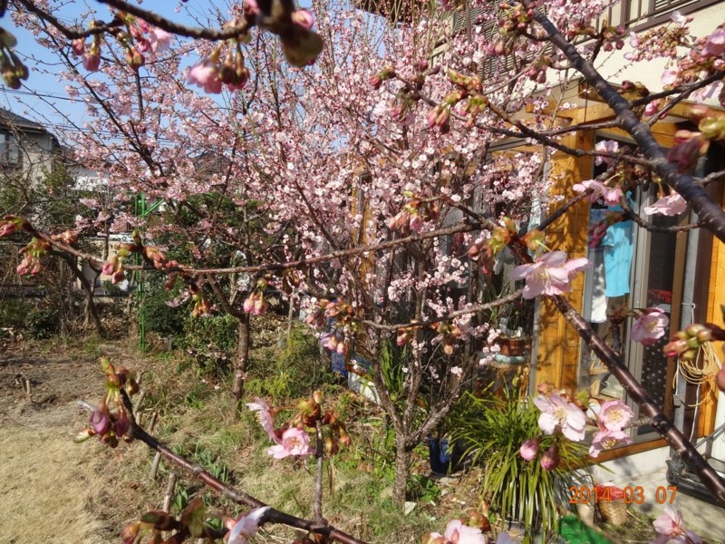 f:id:sabudog2008:20140307091533j:image:w360