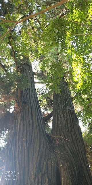 f:id:saburina2018:20190630012234j:image