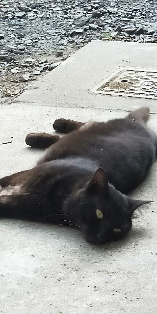 f:id:saburina2018:20190630012512j:image