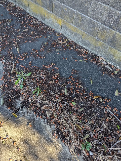 f:id:saburina2018:20241017154030j:image