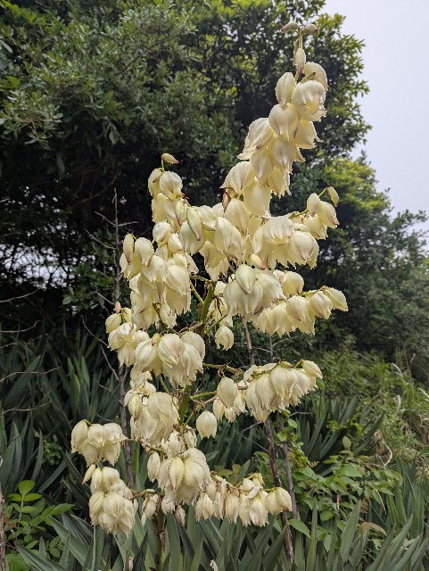 f:id:saburina2018:20250526155755j:image