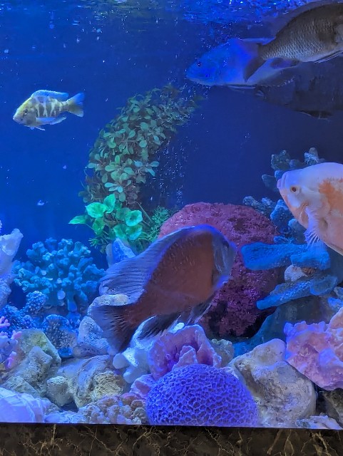 f:id:saburina2018:20250821161235j:image